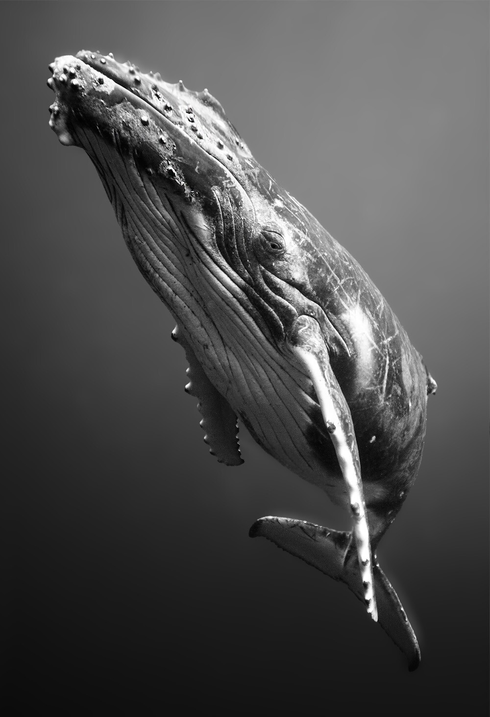 7. "Взгляд кита", Вэнь Хуа Чэнь