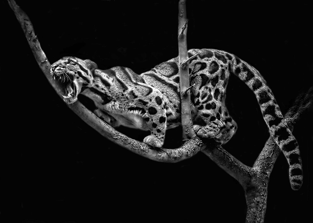 2. "Леопард в гневе", Кэрол Лайон