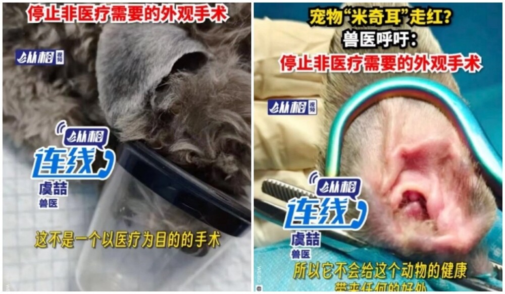 В Китае обрезают кошкам ушки, чтобы сделать их похожими на Микки Мауса