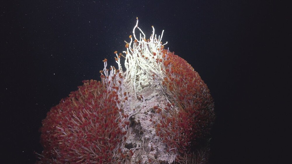9. Под дном Тихого океана нашли ранее неизвестную экосистему