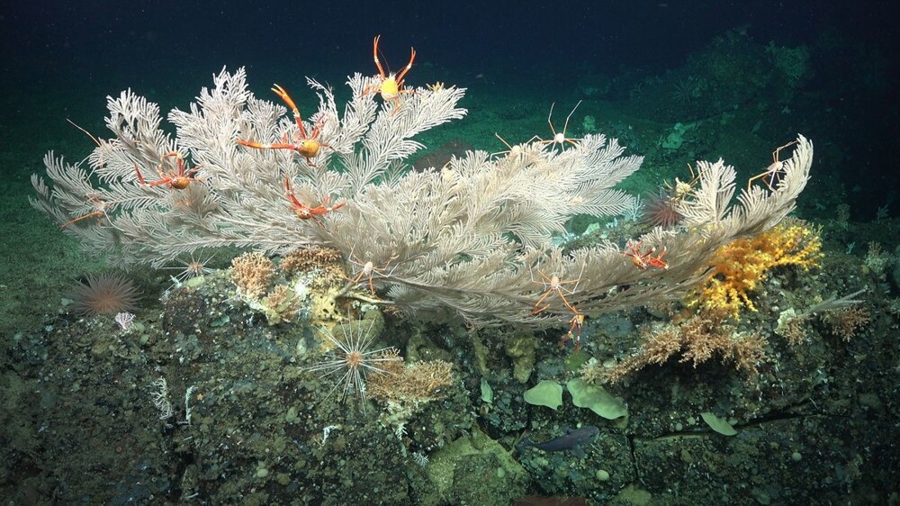 7. Глубоководные коралловые рифы