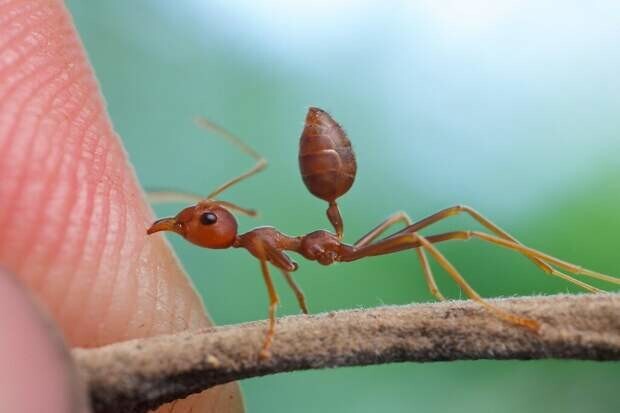 Талантливые муравьи, которые шьют себе жилища