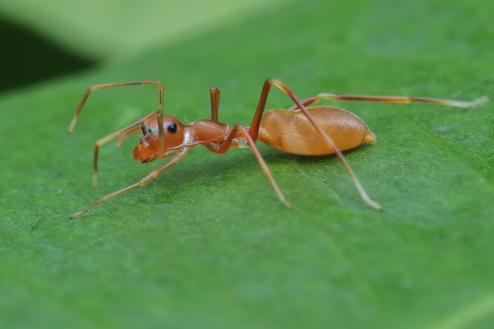 Талантливые муравьи, которые шьют себе жилища
