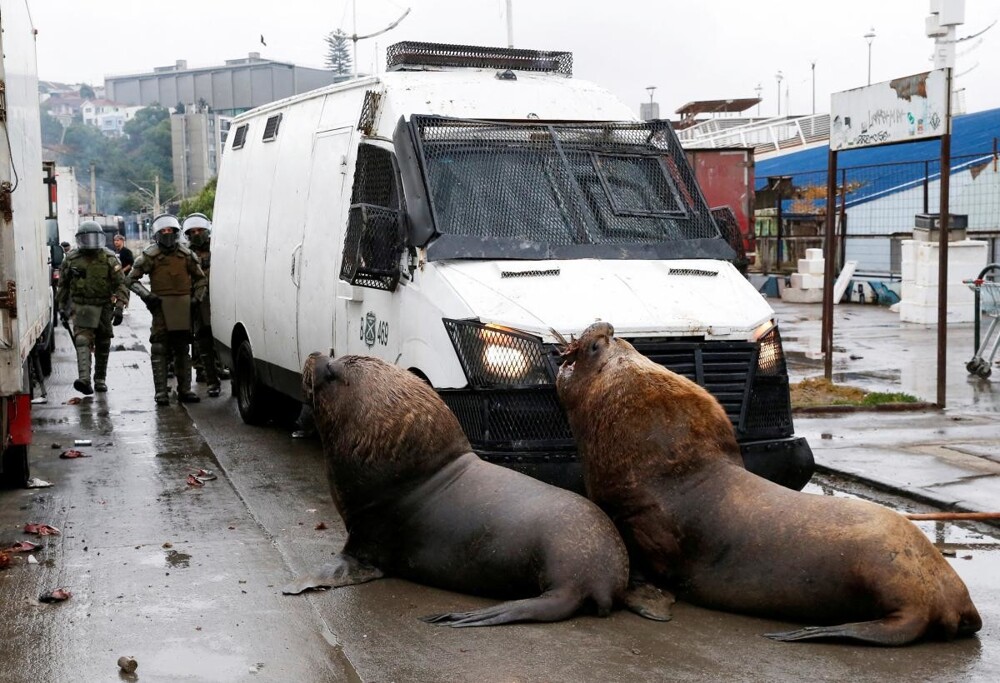 Морские львы вышли на рыбацкий бунт в Чили