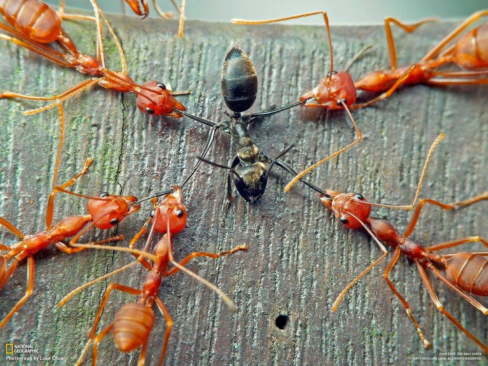 Как далеко можно унести муравья от муравейника?