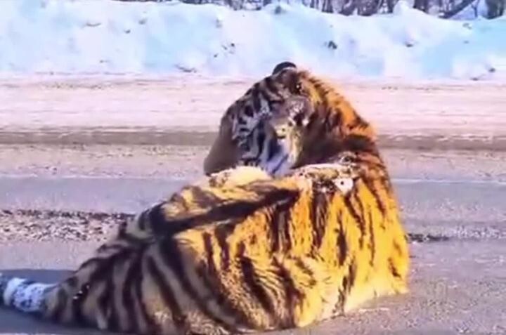 В Хабаровском крае спасают сбитого тигра