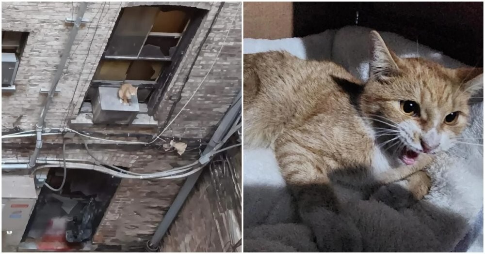 Беспризорный котик свалился с крыши и оказался в ловушке