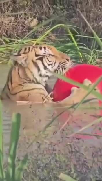 Много ли нужно для счастья тигру 