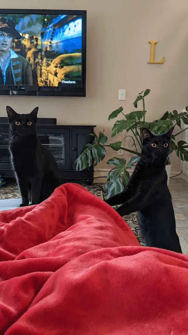 15+ чёрных котиков, которые вызовут улыбку