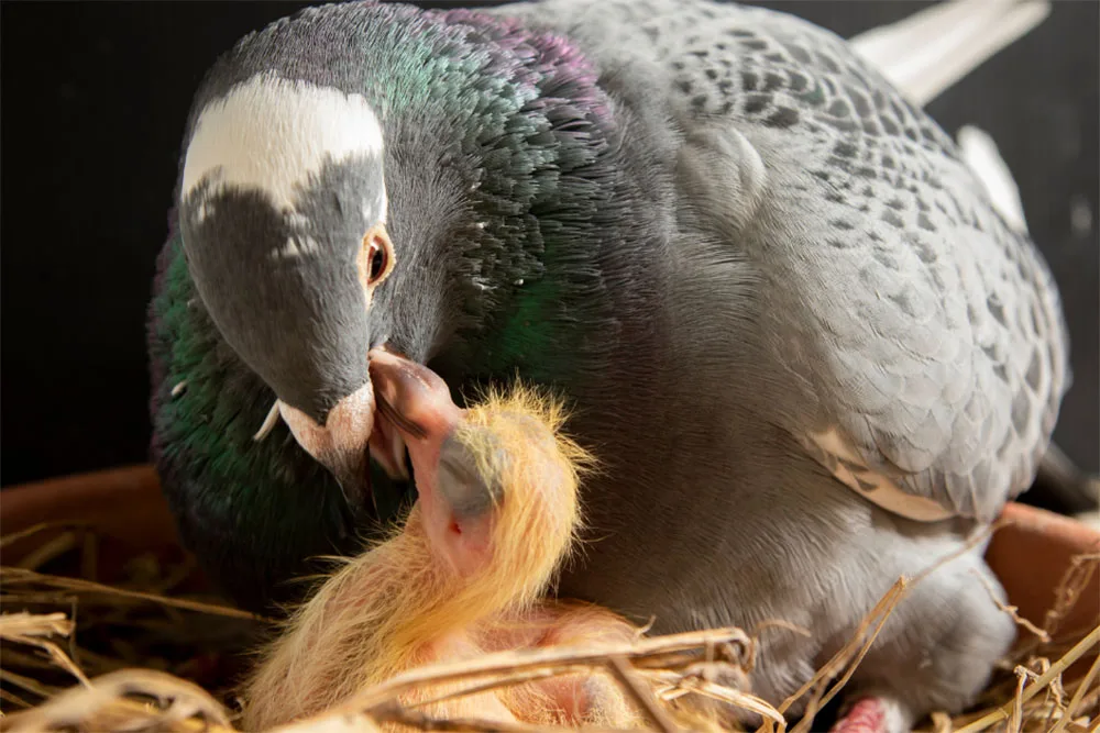 Эта странная лысина появляется у птиц на грудке каждый год. Что это такое?