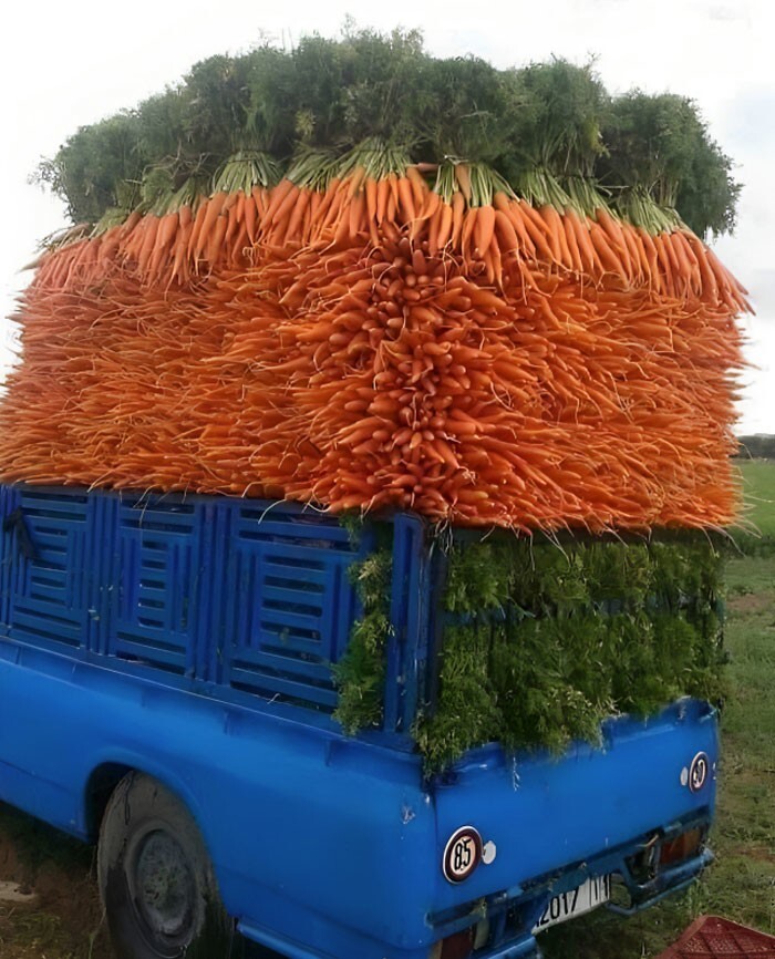 11. Морковки, загруженные в грузовик