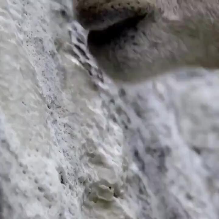 Горные козлы бросают вызов гравитации на вертикальной стене плотины в Италии 