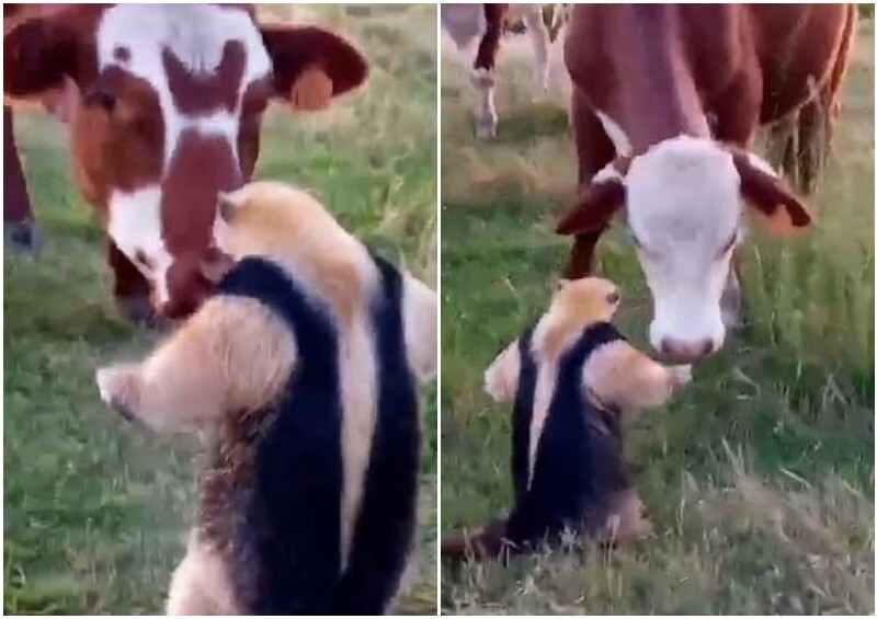 Муравьед необычно "встал в позу", чтобы напугать корову