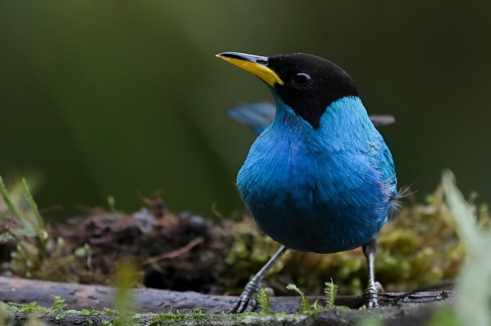 В Колумбии обнаружили птицу с признаками двухстороннего гинандроморфизма