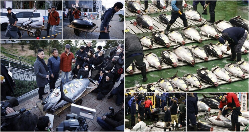 На первом в этом году аукционе гигантского тунца продали почти за $800 тыс