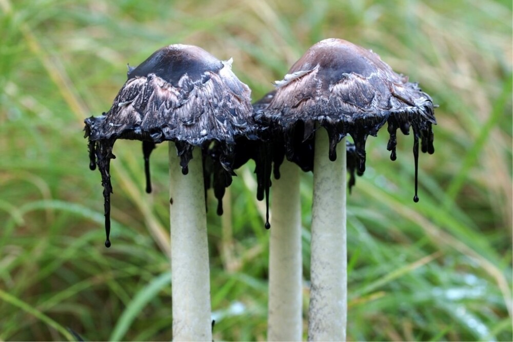 Необычный гриб, который в буквальном смысле занимается самоедством