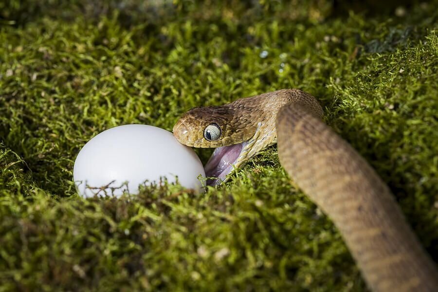 Яичная змея: ради пищи экстремально растягивает глотку и отрастила «зубы» на позвоночнике