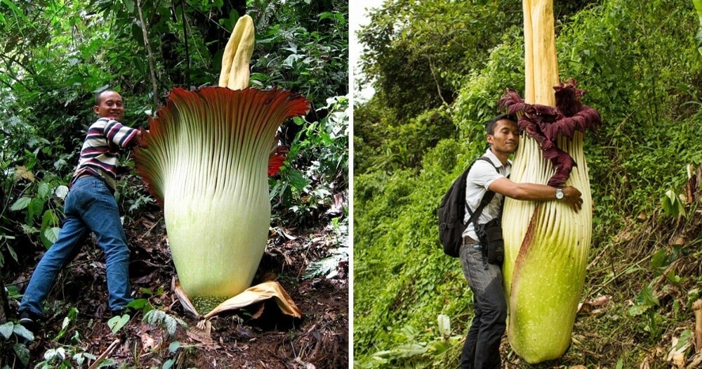 12 поразительных растений, которые поставили рекорды своими размерами