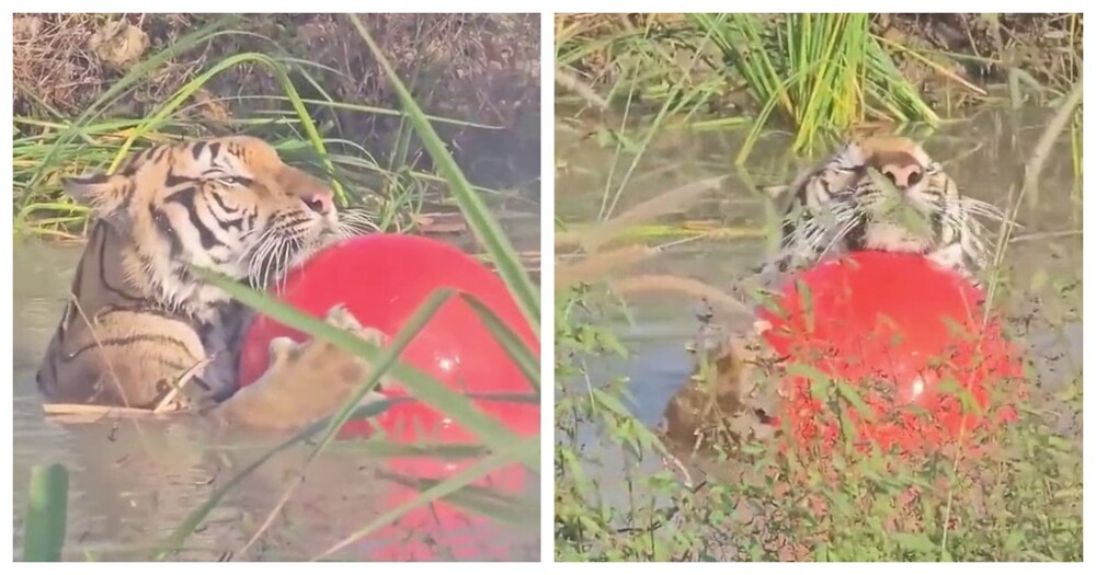 Тигр плавает с большим мячом