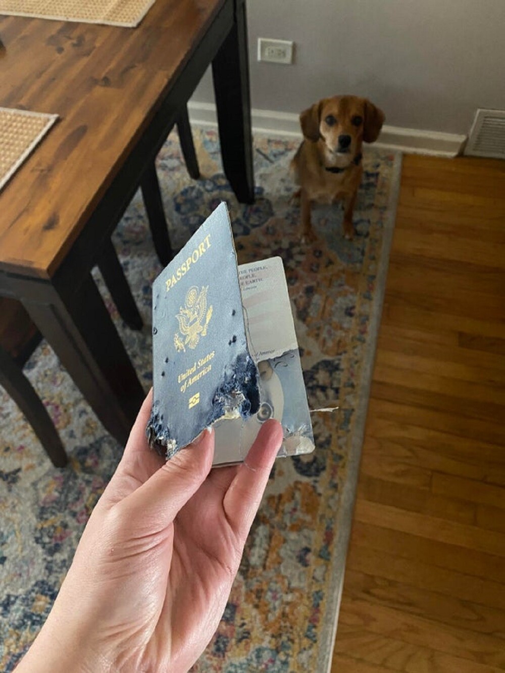 25. "Собака съела мой паспорт"