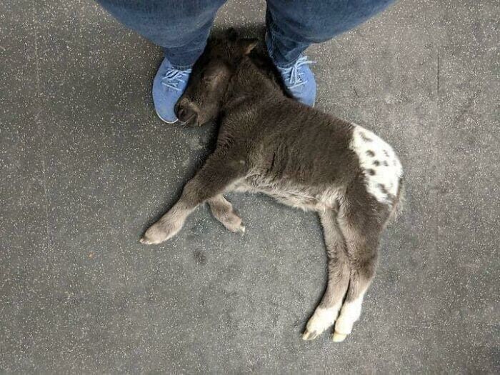 9. Лошадка заснула в ногах ветеринара, пока тот разговаривал с хозяевами