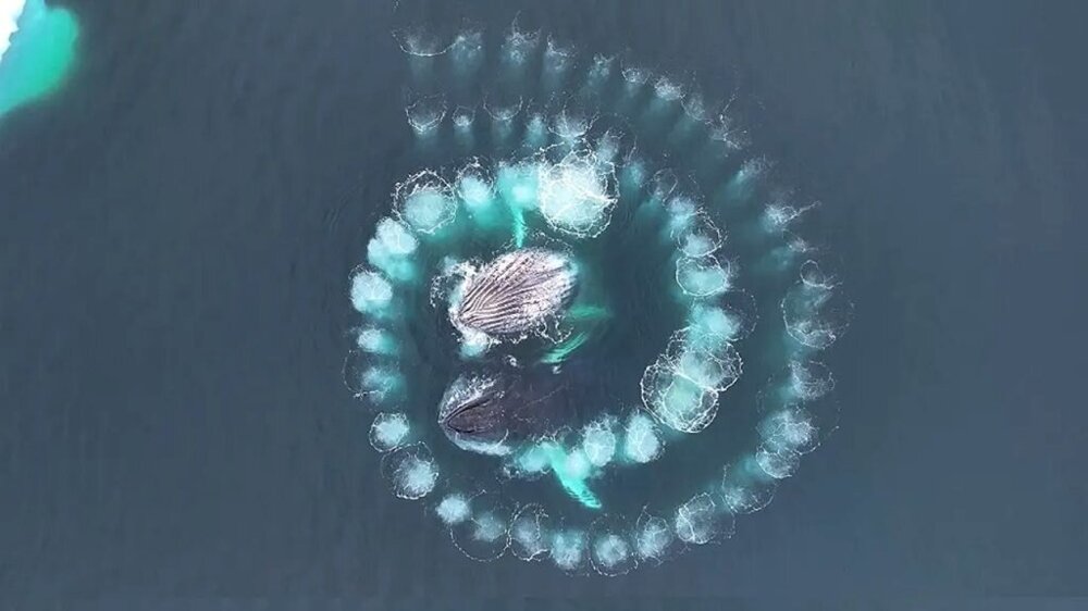 Невероятные кадры с беспилотника показывают, как горбатые киты создают последовательности Фибоначчи