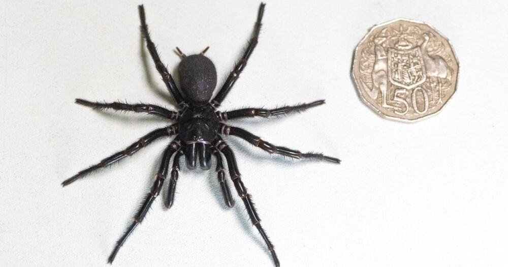 В Австралии найден смертоносный паук рекордных размеров