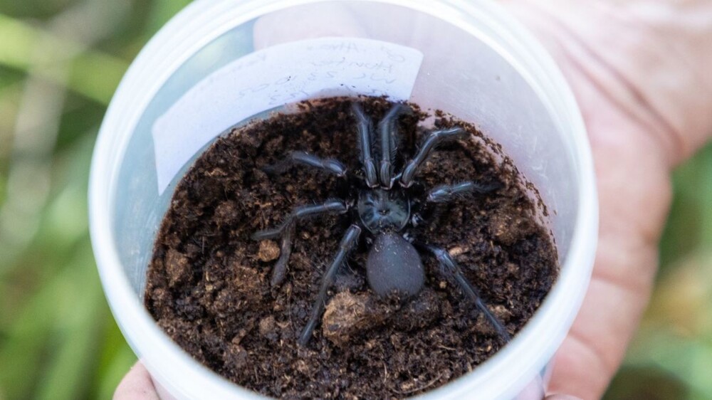 В Австралии найден смертоносный паук рекордных размеров