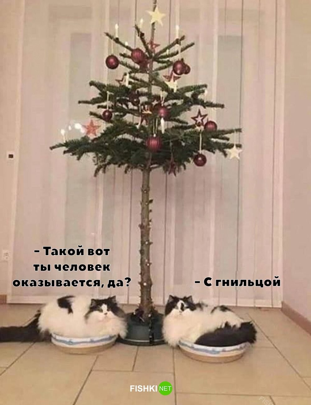 Коты остались недовольны