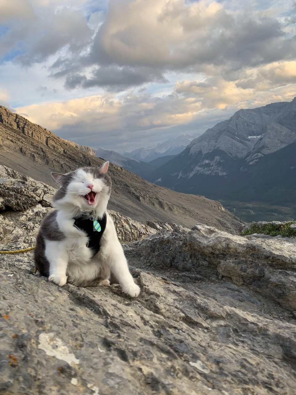 11. Кошачий альпинист