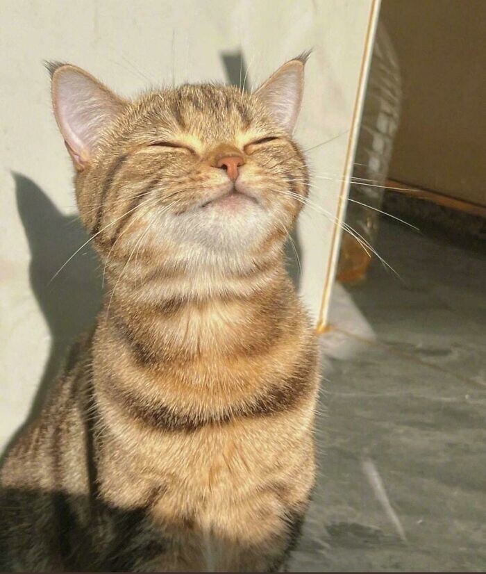 2. Котик наслаждается солнышком