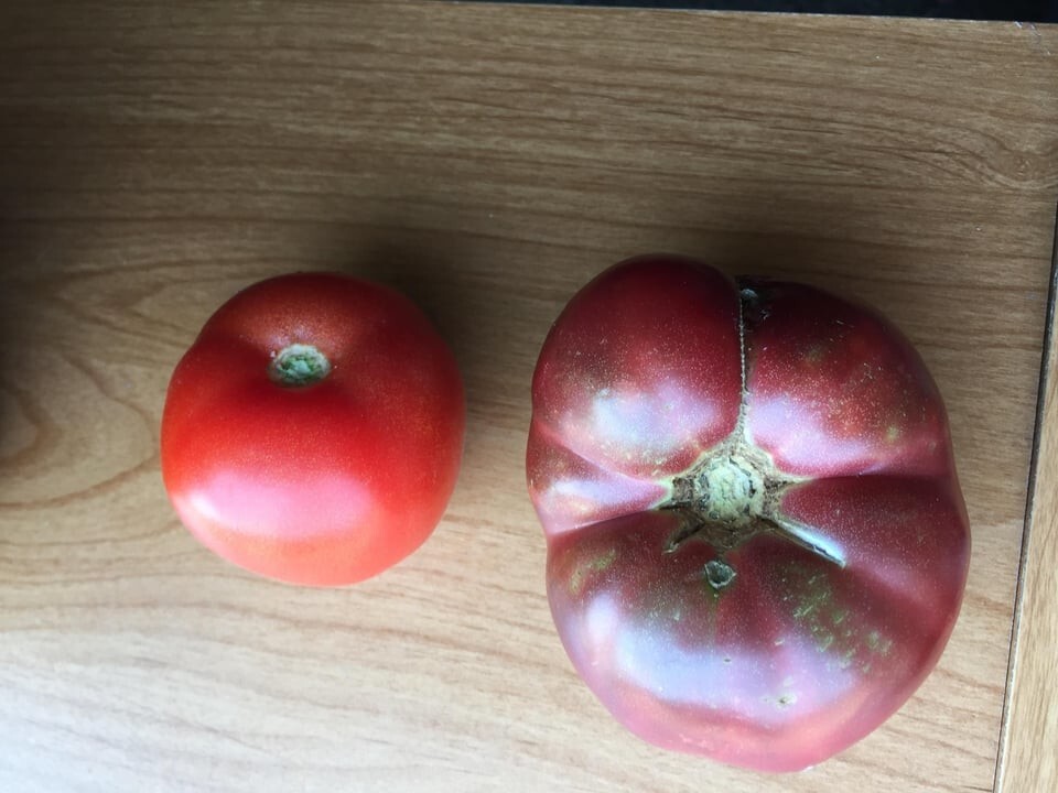 13. Слева современный томат, а справа - выращенный из семян, которым 150 лет