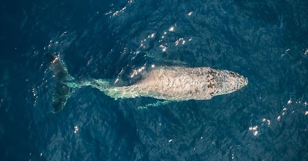 Вблизи Мексики засняли кита со сломанным позвоночником