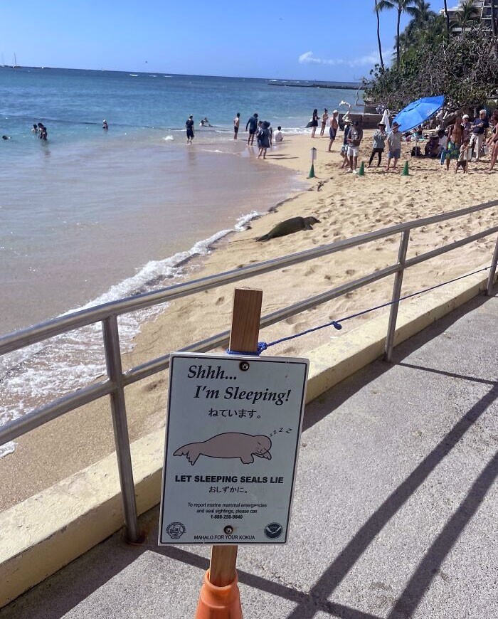 15. Знак предупреждает посетителей пляжа о спящих тюленях. Их просят не беспокоить