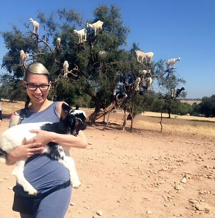 8. Дерево коз в Марокко