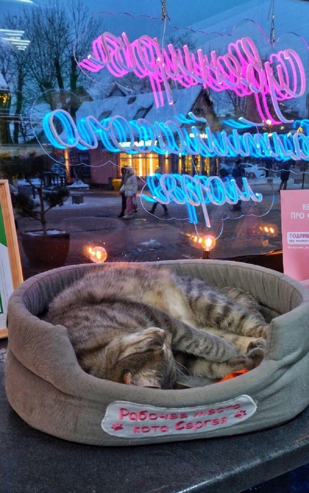 В Зеленоградске кто-то нажаловался на котика, который живёт в магазине