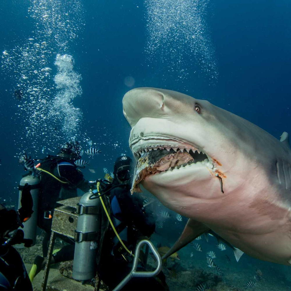 Тигровая акула опасна для человека. Бычья акула. Белая акула кархародон. Тупорылая акула и акула бык. Акула бык.