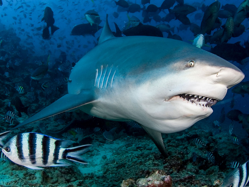 Акула-бык: опасный обитатель солёных и пресных вод