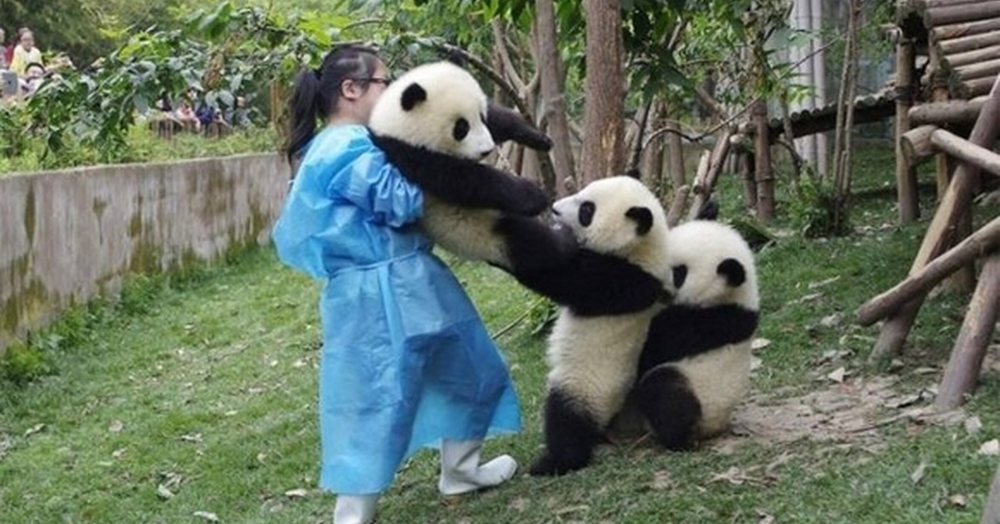 Почему панды такие добрые и дурашливые?