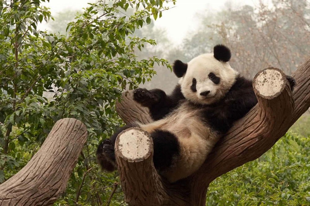 Почему панды такие добрые и дурашливые?