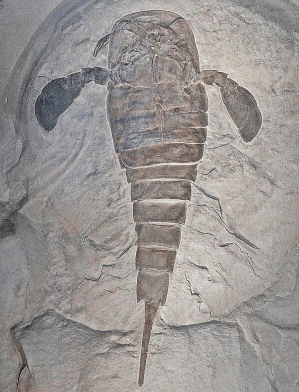 23. Ракоскорпионы - вымершие членистоногие, обитавшие 510-248 млн лет назад. Иногда длина этих скорпионоподобных существ достигала более 2 метров