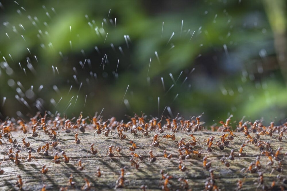 «Древесные муравьи на защите своего дома», Рене Крекельс (Нидерланды). Насекомые: 1 место