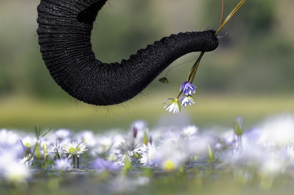 «Сбор цветов», Уильям Стил (ЮАР/Великобритания). Животные: финалист