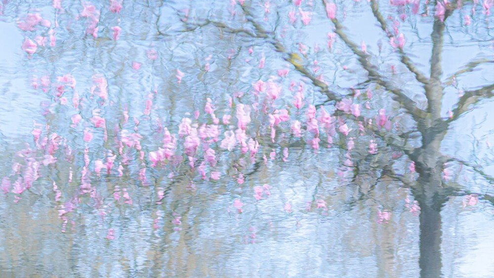 «Отражение», Риа Блумендал (Нидерланды). Растения: 1 место