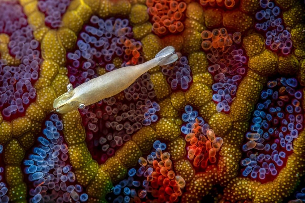 «Время снов», Саймон Теума (Австралия). Подводный мир: 1 место