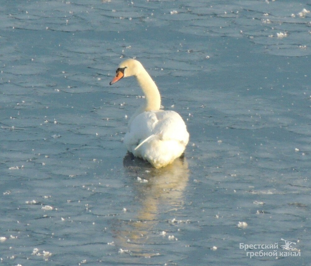 На Гребном канале в Бресте спасли лебедя, вмёрзшего в лёд