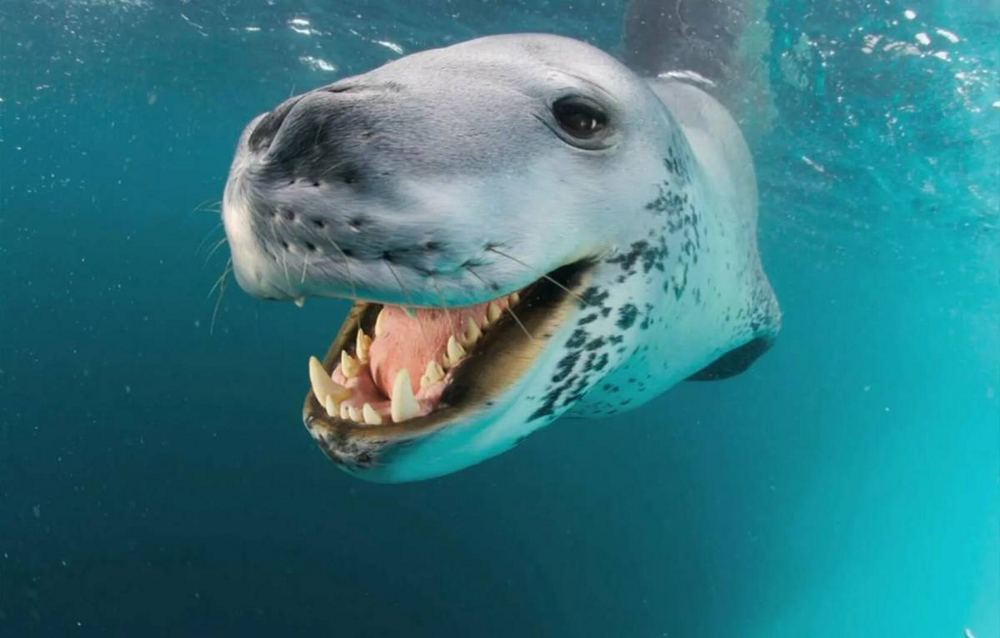 Морской леопард: то милашка, то кровожадный тиран