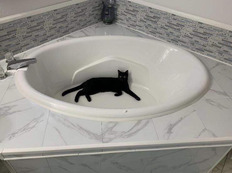 7. Крошечный кот в раковине ... или это большая ванна?