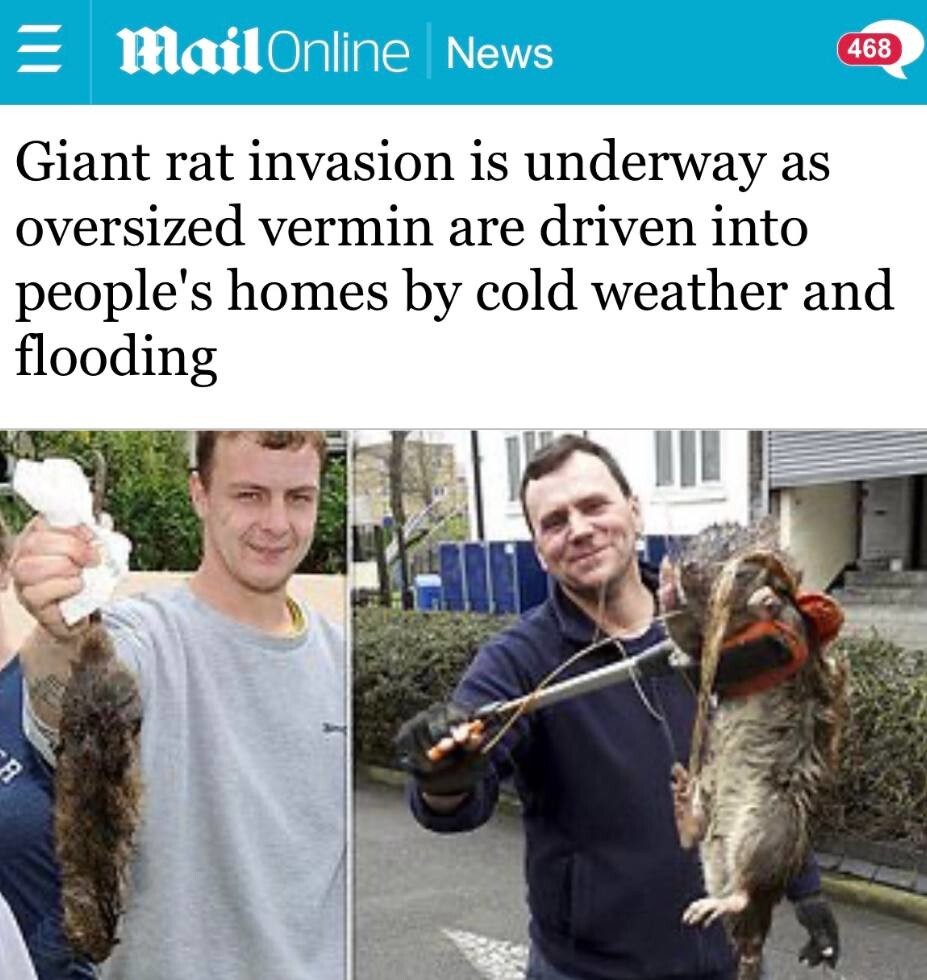 В Британии гигантские крысы атакуют дома горожан
