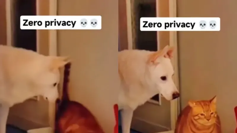 Никакой приватности: как уживаются коты и собаки в одной семье